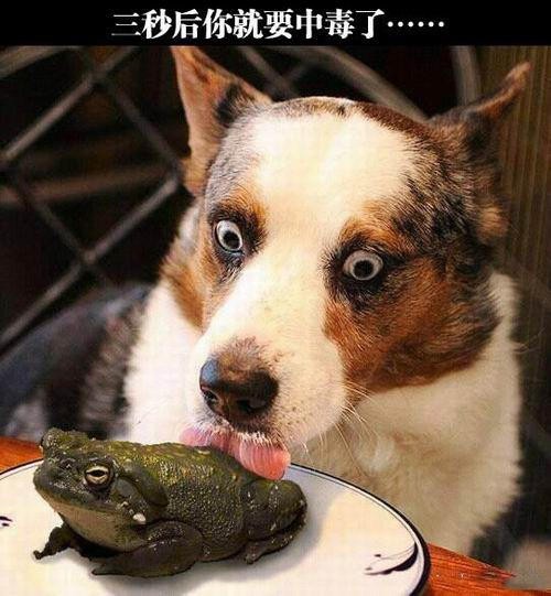 2025年新澳正版免費大全的全面釋義和何仙姑資料免費大全:狗、鼠、龍、蛇全面釋義、專家解析解釋與落實-規避不實誘導