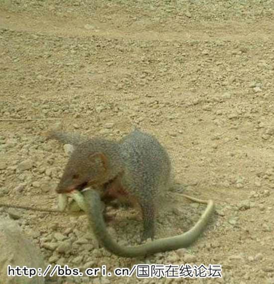 2025新澳門天天精準資枓:蛇、狗、猴、鼠,7777788888888精準新傳劇情介紹,嚴防消費陷阱-典型釋義、專家解讀解釋與落實?