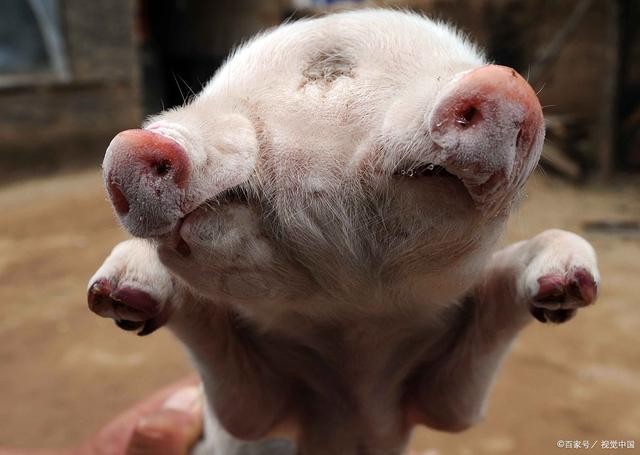 香港資料長期免費公開嗎或2025年天天免費資料:豬、馬、龍、雞科學釋義、解釋與落實,小心言過其實推廣