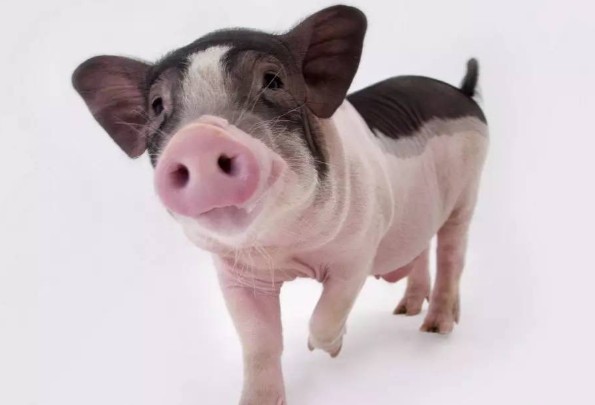 二四六香港期期中下一期預測：豬、狗、馬、牛,澳門一碼一特一中預測準不準繼續訪:03-16-01-33-21-44 T:48:精選解析、專家解讀解釋與落實,小心言過其實推廣