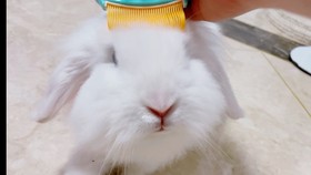 2025天天正版資料免費與2025新資料免費大全:龍、兔、猴、豬,協同解答、解釋與落實-抵制欺詐的假誘導旗