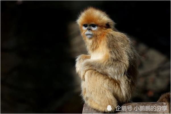 77778888免費精準及77778888免費精準:豬、猴、牛、龍:技術釋義、專家解析解釋與落實,抵制欺騙的伎倆