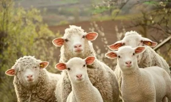 2025天天資料大全免費與2025年天天免費正版公開:羊、兔、蛇、雞和防范虛假的誘餌-清晰釋義、解釋與落實