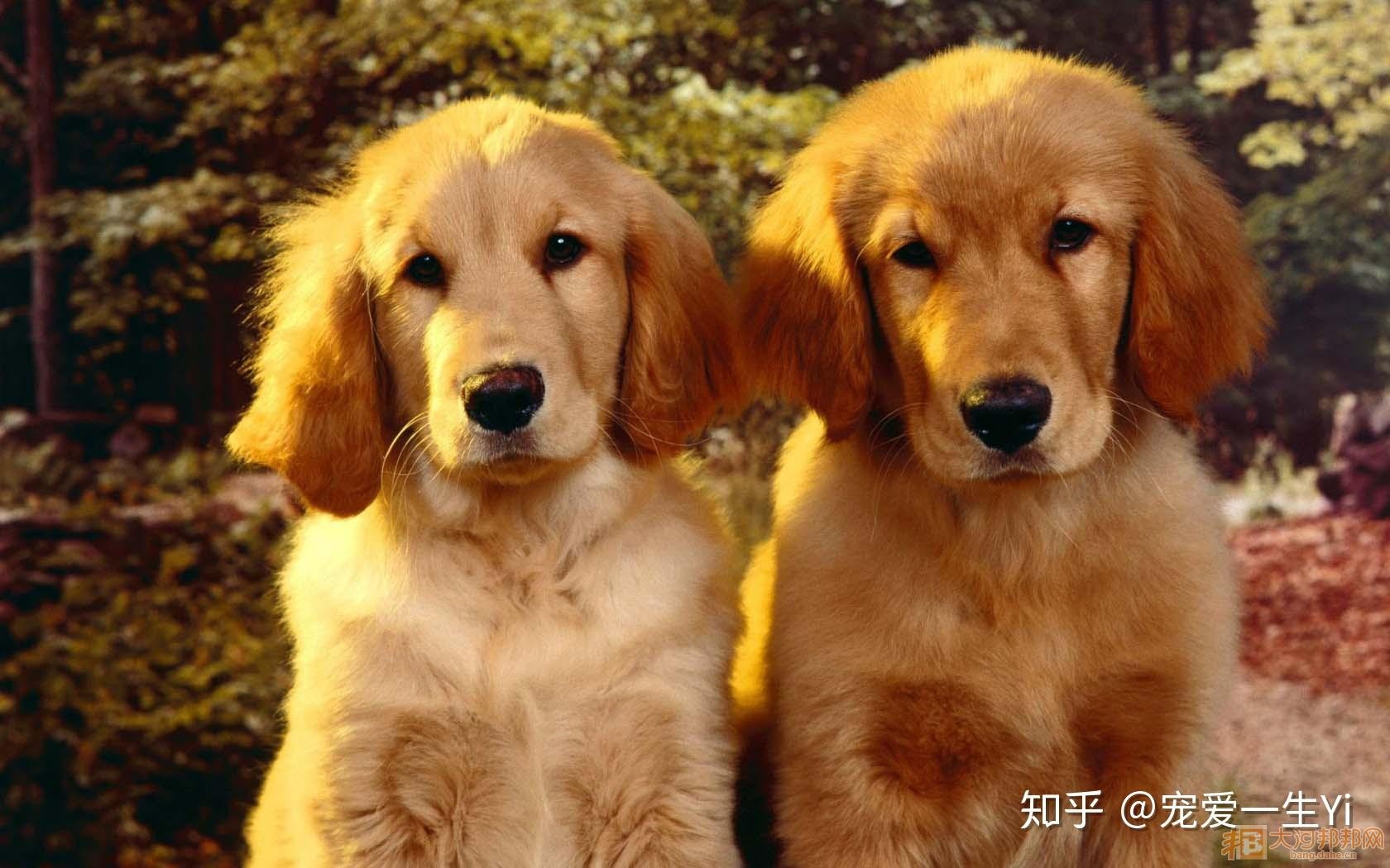 2025年澳門正版免費資本車和2025天天資料大全免費:狗、猴、羊、豬精準剖析、解釋與落實-拒絕誤導的圈套