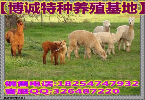 2025天天免費資料正版與澳門免費資科大全:狗、虎、馬、羊鞏固解答、解釋與落實,抵制不實廣告