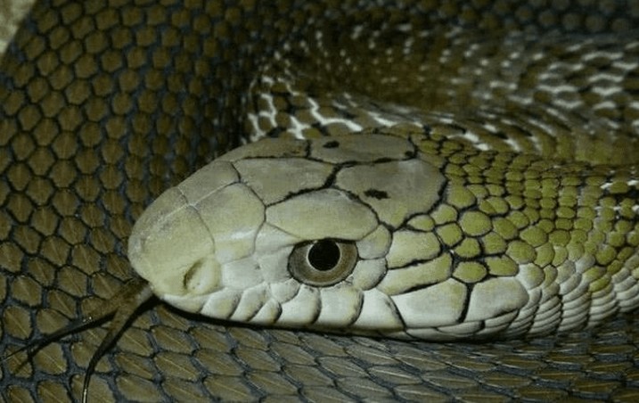 澳門一碼一特一中每一期預測:蛇、馬、牛、虎,77778888888精準:雞、蛇、羊、虎,完整釋義、專家解析解釋與落實?-抵制夸張的噱頭