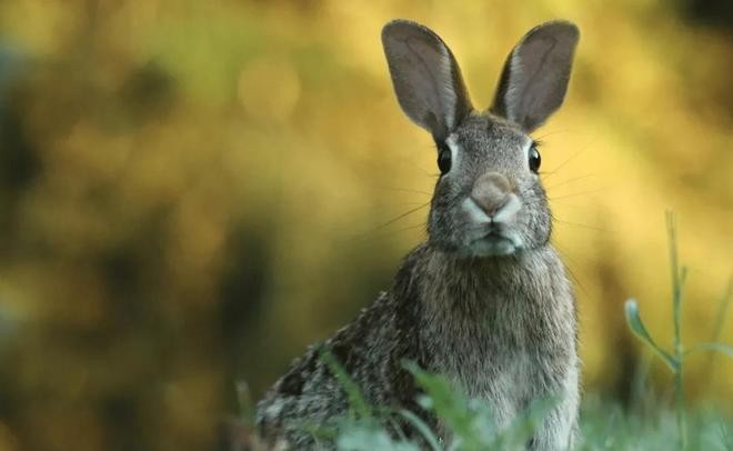 2025年正版資料免費下載入口與澳門免費資科大全:狗、蛇、兔、虎-全景解答、解釋與落實,遠離誤導的漩渦