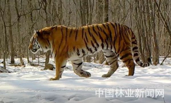 5555555王中王大全與77778888免費精準:羊、龍、虎、豬-標準分析、解釋與落實,拒絕虛假的誘惑