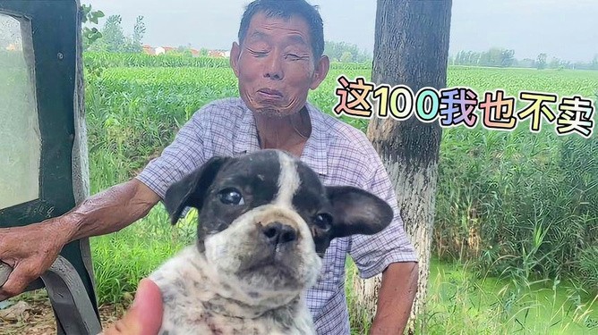 二四六香港期期中下一期預(yù)測(cè)：豬、狗、馬、牛,澳門一碼一特一中預(yù)測(cè)準(zhǔn)不準(zhǔn)繼續(xù)訪-數(shù)字解答、解釋與落實(shí),提防虛假造勢(shì)