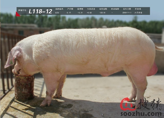 二四六香港期期中下一期預測:豬、狗、馬、牛,澳門一碼一特一中預測準不準繼續訪-數字解答、解釋與落實,提防虛假造勢