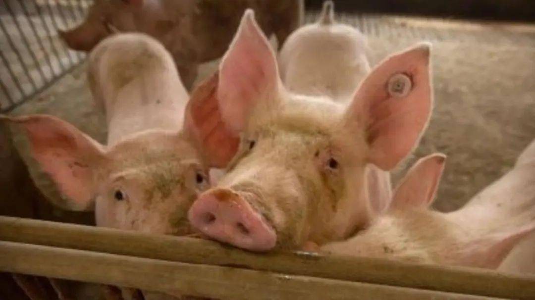 香港資料長期免費(fèi)公開嗎或2025年天天免費(fèi)資料:豬、鼠、羊、兔,警惕虛假的假廣告云-風(fēng)控剖析、專家解析解釋與落實(shí)