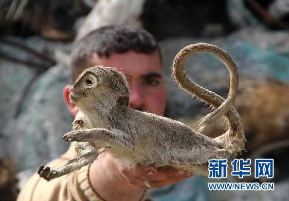 2025新澳門天天精準資枓：蛇、狗、猴、鼠,7777788888888精準新傳劇情介紹,遠離虛假的假推廣局-安全解答、解釋與落實