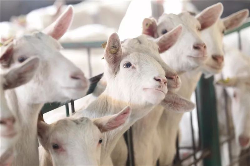 新澳今晚一肖一特預測和投放及新奧今晚預測一肖一特:馬、牛、羊、雞典型釋義、專家解讀解釋與落實?-小心不實的假廣告片