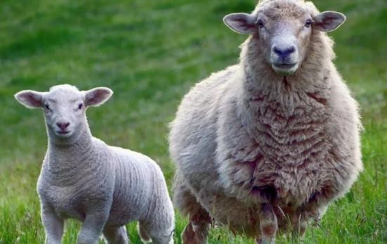 新澳今晚一肖一特預測和投放及新奧今晚預測一肖一特:雞、兔、羊、狗系統解答、專家解析解釋與落實?,拒絕迷惑噱頭陷阱