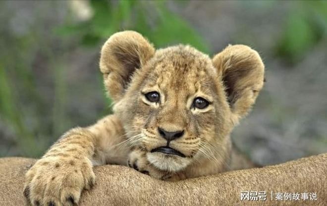 2025新澳門天天精準資枓:蛇、狗、猴、鼠,7777788888888精準新傳劇情介紹:24-49-42-38-11-47 T:21:升級分析、解釋與落實,抵制虛假的表象