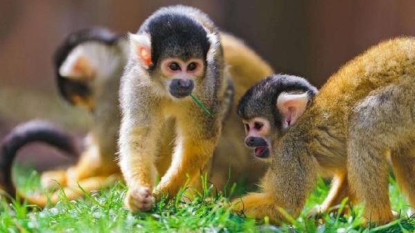 777788888精準大全和新門內(nèi)部資料長期免費公開:雞、猴、蛇、狗和抵制虛假渲染術-閉環(huán)剖析、專家解讀解釋與落實